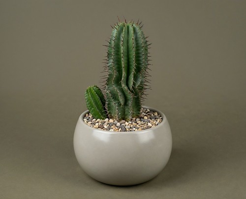 Euphorbia horrida wolfsmilch - euphorbia,