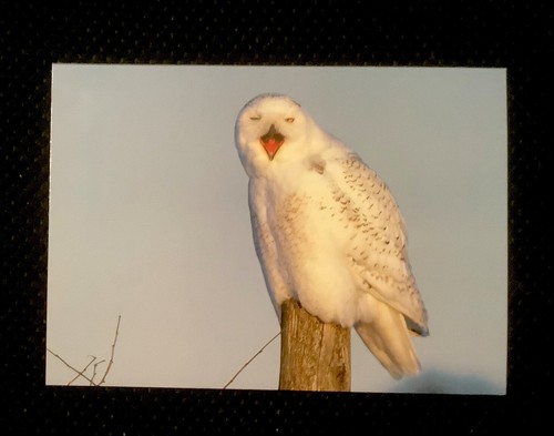Postkarte schneeeule - 1, postkarte,