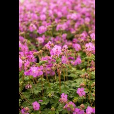 Geranium macrorrhizum 'Bevan' - Garten-Storchschnabel 'Bevan´s Variety' - 9cm…