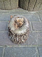 SKULPTUR  Wurzel Stamm Holz  Baum Deko  Unikat 13 cm