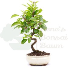 BONSAI Zierapfel 'Malus spec.'