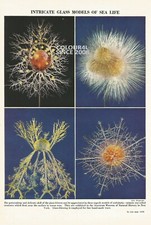 KOMPLIZIERTE GLASMODELLE SEA LIFE GLASBLASEN um 1950 ILLUSTRATION IM ALTEN DRUCK 