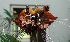 8000712 Red Tacca