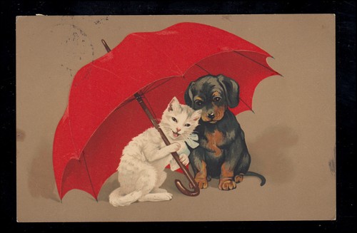 Tiere hund und katze - hund, unter