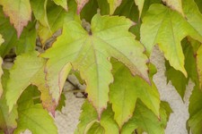Parthenocissus tricuspidata