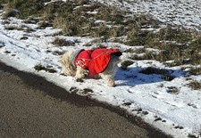 Hurtta wintermantel webpelz - hurtta,