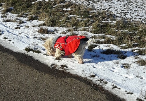 Hurtta wintermantel webpelz - wintermantel,
