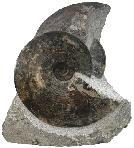 Lias amaltheus - lias,