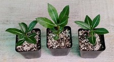 3 X Adenium Obesum -
