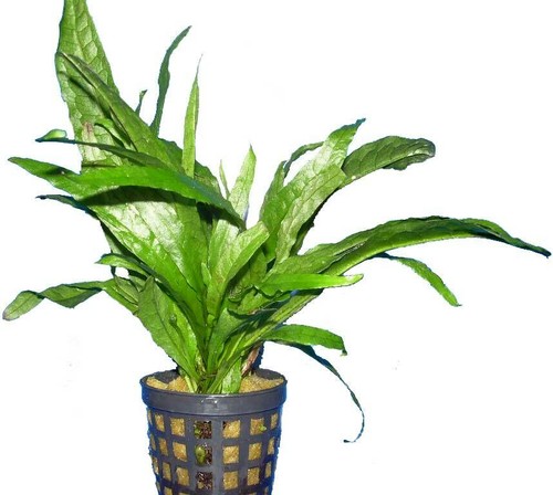 Topf microsorum pteropus - 1,
