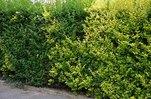 150 samen liguster - 150, ligustrum