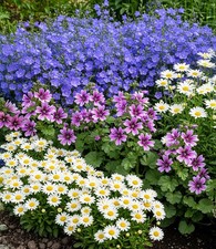 Staudenbeet 'Landhausgarten',9 Pflanzen