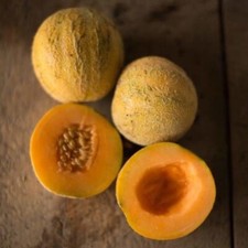 Mini Zuckermelone MINNESOTA