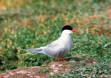 TIERPOSTKARTE Seeschwalbe Seevogel Sterna Paradisaea Ornithologie E.T.W. Dennis