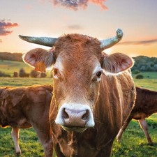 20 Servietten Cow in Sunset
