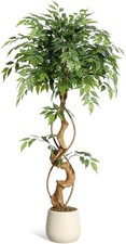 120 150 180cm olivenbaum - 120/150/180cm,