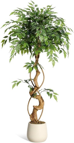 120 150 180cm olivenbaum - 120/150/180cm,