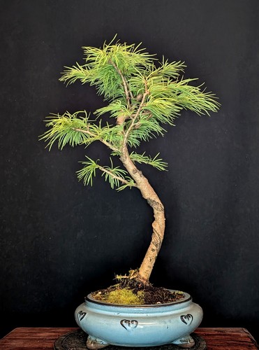 Bonsai goldlärche pseudolarix - goldlÄrche,