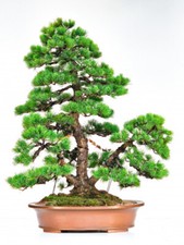 Bonsai Pinus parviflora