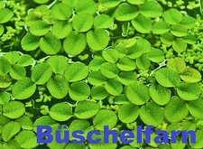 *BÜSCHELFARN* Schwimmpflanze