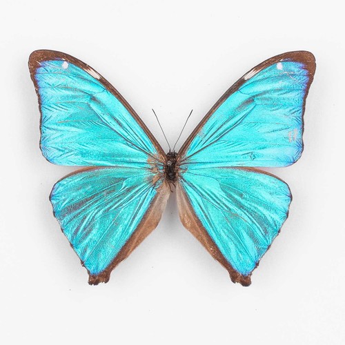 Morpho aega brasilien - ,
