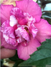Achimenes (Schiefteller) Nia 2 Rhizome African Violet,Zimmerpfl. Balkon, Garten
