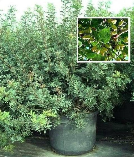 Pistazienbaum besondere bäume - pistazienbaum,