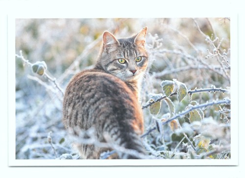 Postkarte katze neu - ak,