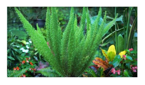 Asparagus densiflorus - 5x,