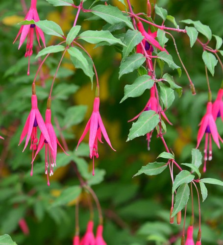 Fuchsie riccartoni fuchsia - fuchsie,