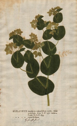 Bupleurum hasenohr hare ear - hasenohr,