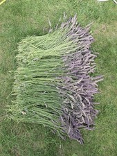 Trockene Lavendelstiele