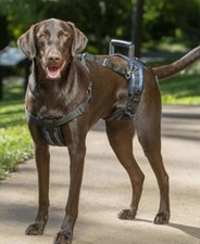 ⭐ PetSafe CareLift