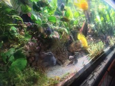Aquarium komplett inkl besatz - inkl,