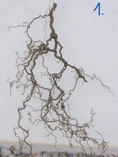 Korkenzieher Haselnusszweig