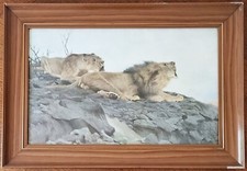 Originaler Druck "Löwen auf