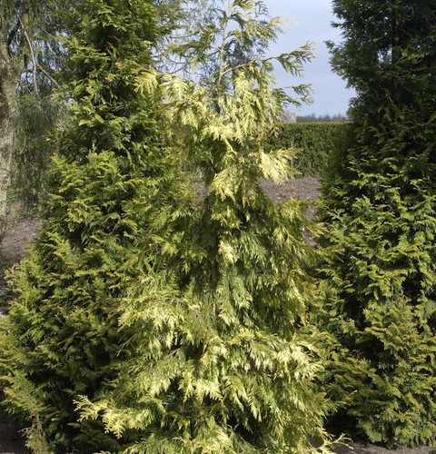 Lebensbaum zebrina extra - extra, gold
