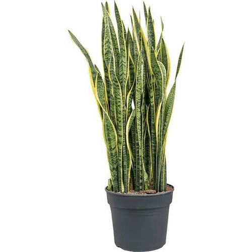 Sansevieria trifasciata
