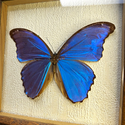 Blauer morphofalter - blauer,