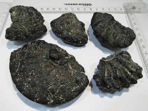 S264 ammonit platilenticeras - ammonit,