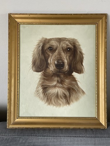 Langhaar dackel portrait - langhaar,