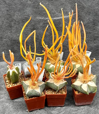 ASTROPHYTUM DIGITOSTIGMA