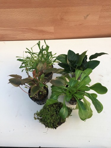 Töpfe vordergrund set - 5,