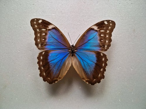 Morpho menelaus female - morpho,