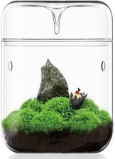 Kleines Glas-Pflanzenterrarium