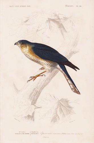 Epervier commun falke - epervier,