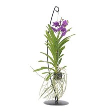 Plant in a Box  Vanda-Orchidee