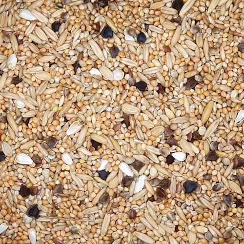 Gladen agaporniden - gladen,