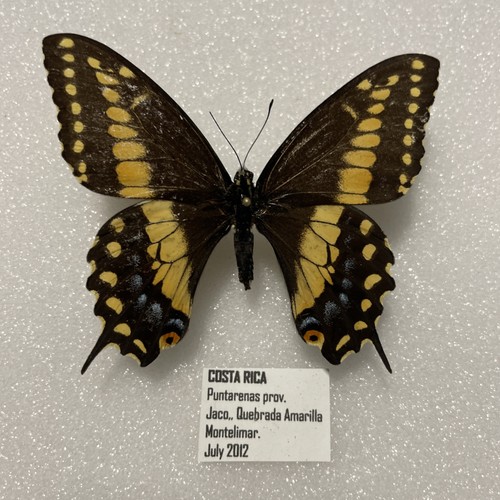 Entomologie papilio polyxena - entomologie*papilio,