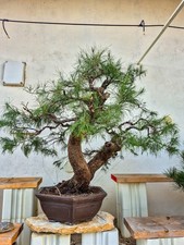Großer Casuarina-Bonsai